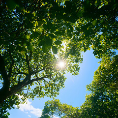 Sunlit Green Leaves and Blue Sky
