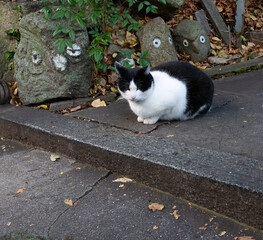 門番をする猫