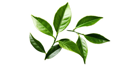 Fototapeta premium Fresh green tea leaves branch isolated on transparent background