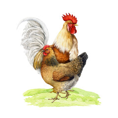 Chicken family group on grassy ground watercolor illustration. Hand drawn beautiful rooster with hen standing on grassy ground. Farm birds vintage style illustration isolated on white background