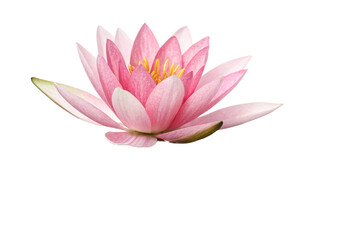 Blossom of Tranquility: The Delicate Pink Water Lily