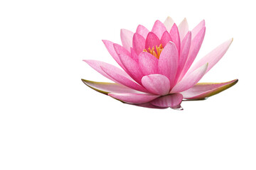 Blossom of Tranquility: The Delicate Pink Water Lily