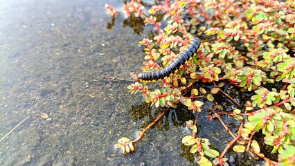 A millipede walks on the grass