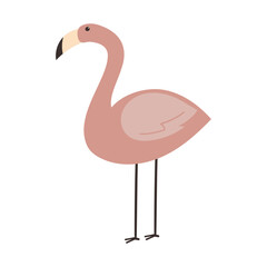 Flamingo vector illustration
