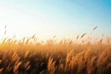 Fototapeta premium Golden Grass Field at Sunset