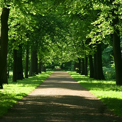 Sunlit Path Through Lush Green Trees