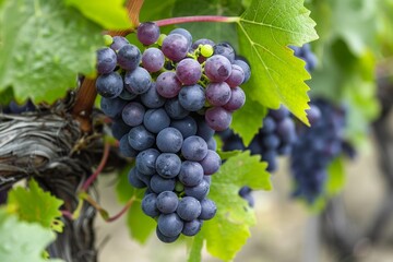 Photo close-up of grape growing on plant