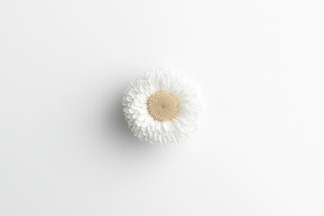 A single daisy flower centered on a white background 