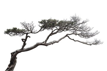 a white tree isolated on a white background.