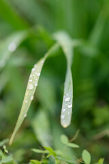 雨上がり、葉っぱにしずくが玉のように。自然の撥水、防水機能はすごい