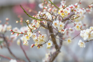 ようやく咲き始めた梅の花　神戸市東灘区で撮影