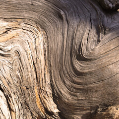 Obraz premium Giant Sequoia Grain CA 2015