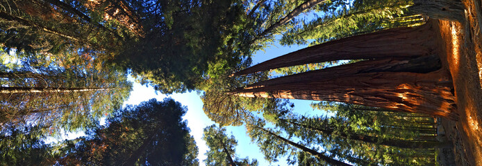 Sequoia National Forest Pano, CA 2015