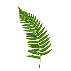 Green Fern Leaves