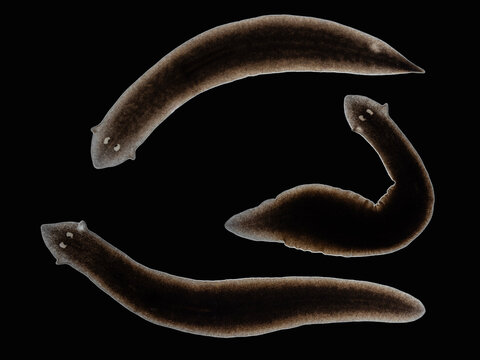P2100204 black planaria flatworms, Girardia dorotocephala, darkfield, cECP 2025