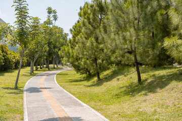 Tranquil Curved Pathway Surrounded by Lush Green Pine Trees, Offering a Serene and Refreshing Atmosphere for Walking and Relaxation in Nature.