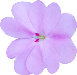 아프리카봉선화 꽃