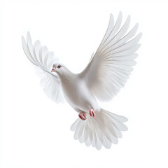 Fototapeta premium graceful white dove in mid flight, showcasing elegant wings and serene expression. image captures beauty and tranquility of this bird, symbolizing peace and freedom