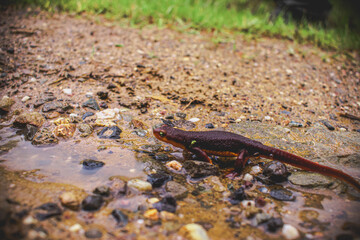 California Newt
