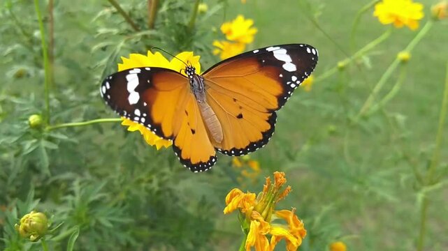 Plain Tiger Butterfly on Yellow Cosmos Flower in Garden