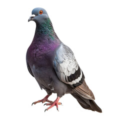 Naklejka premium a pigeon isolated on transparent background