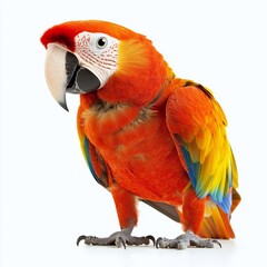 Obraz premium Scarlet macaw parrot with colorful plumage isolated on white background