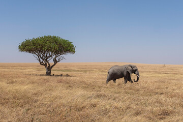 African elephant walking in Serengeti, Africa with lion sleeping behind. Safari tour drive through...