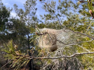 Caterpillar of a marching silkworm Thaumetopoea pityocampa on a nest on a pine tree 
