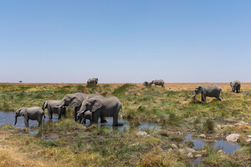 A herd of elephants drinking from a river in the Serengeti, Africa. Safari tour drive through the wild life of Kenya, Tanzania with a river. 