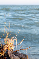 Frozen reeds with icicles on a rocky lakeshore with winter waves.