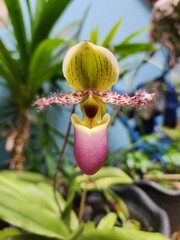 Cymbidium orchid flower at the garden