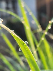 dew drops on a grass
