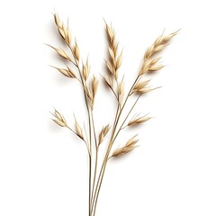 Fototapeta premium Ears of wheat isolated on a white background.