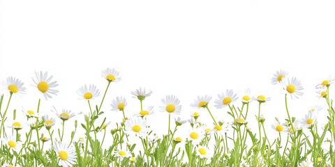 A serene display of daisies swaying gently in the breeze, set against a clean white background, perfect for a fresh and vibrant look.