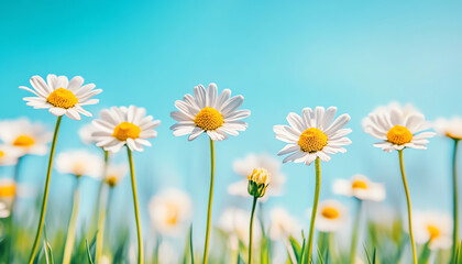 Bright and cheerful daisies bloom under a clear blue sky, symbolizing beauty and the arrival of spring.