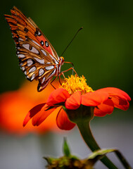 Monarch Butterfly on Mum