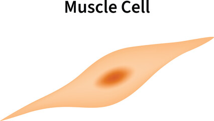 Muscle Cell Science Design Vector Illustration Diagram
