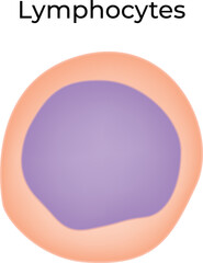 Lymphocytes Science Design Vector Illustration Diagram