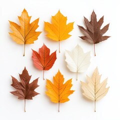 Vibrant Autumn Leaves in Diverse Fall Hues Artfully Arranged on White Background