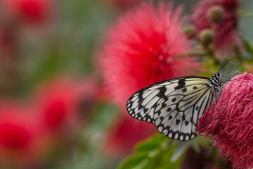 Rice Paper Butterfly Feeding on Red Powder Puff Nectar