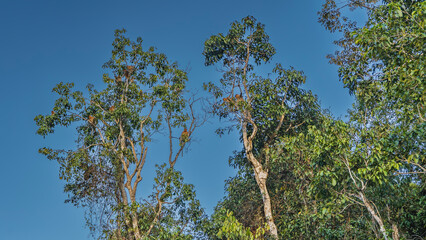 A group of long-nosed Proboscis monkeys settled on the branches of tall trees. Animals among the green foliage against the blue sky. Malaysia. Borneo. Kinabatangan Nature Reserve.