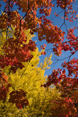 イチョウ並木で有名な北海道大学（北大）で撮影した紅葉の写真