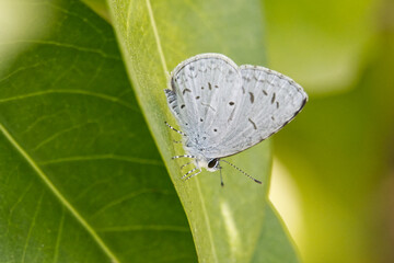 Tiny Grass Blue Butterfly Resting on a Leaf