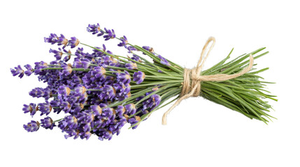 Fresh lavender bouquet tied with twine on transparent background