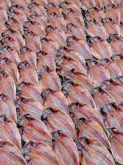 fresh fish on the market