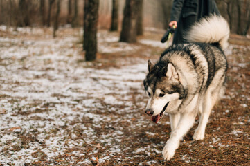 huge malamute in the forest