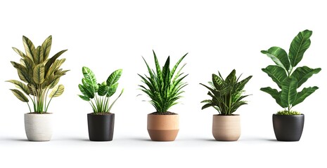 Obraz premium Four potted plants of different sizes and colors are arranged in a row