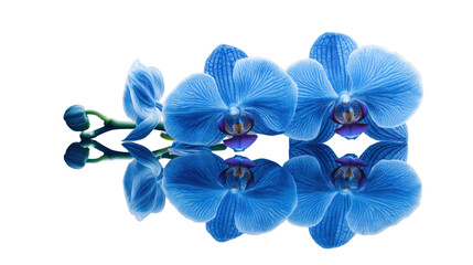 Blue orchid flowers reflecting on transparent background