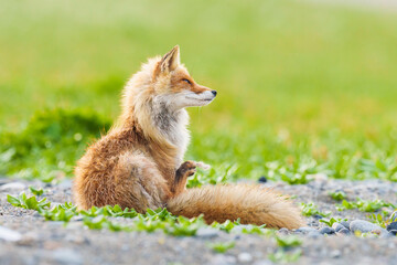 キタキツネの春