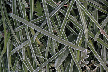 霜の降りた植物